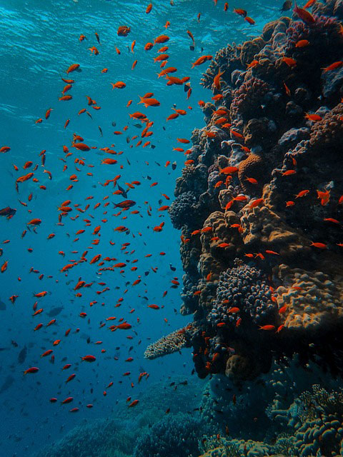 Great-Barrier-Reef-Tauchen-Australien